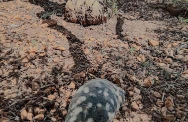 BOYZIANAS home - Foto 26