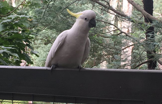 Steep Creek Retreat - Foto 10