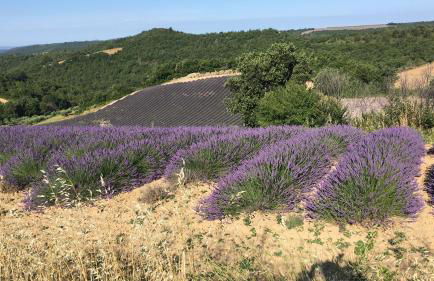 Place du village Haute Provence - Foto 1