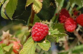 Agriturismo SPA Serpanera - Photo 79