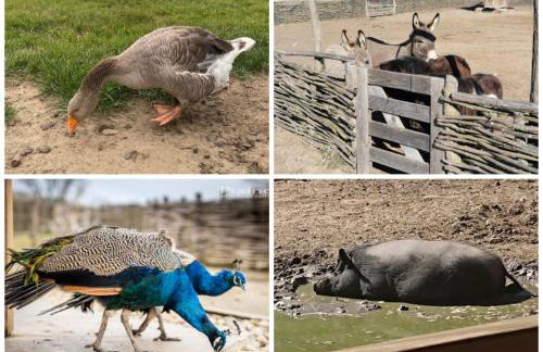 Apartman Batuda,moderno opremljen apartman u centru Đurđevca, u cijeni WELLNESS, sauna, bazen u obližnjem hotelu, mini zoo, 5G internet, R1 račun - Foto 29