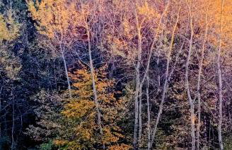 Leśna Muzyka Apartment Limanowa - Photo 43