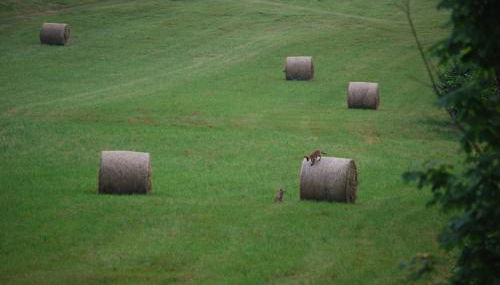 Fienile Chiaramada - Foto 5, Garden