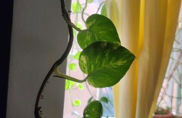 Dalla Spiaggetta a Quinto - Foto 18