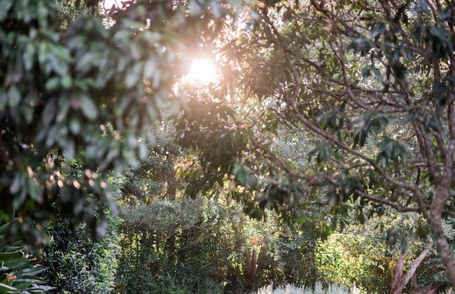 Shambala Estate - Photo 22