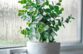 Castlefern House - Foto 19