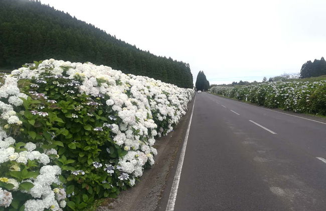Tour di Terceira - Foto 6