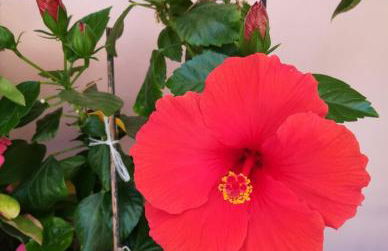 MareLunae tra Liguria e Toscana relax arte cultura - Foto 15