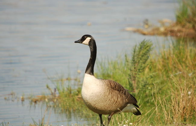 Completely Detached Bungalow in a Nature-filled Park by a Large fen - Photo 57