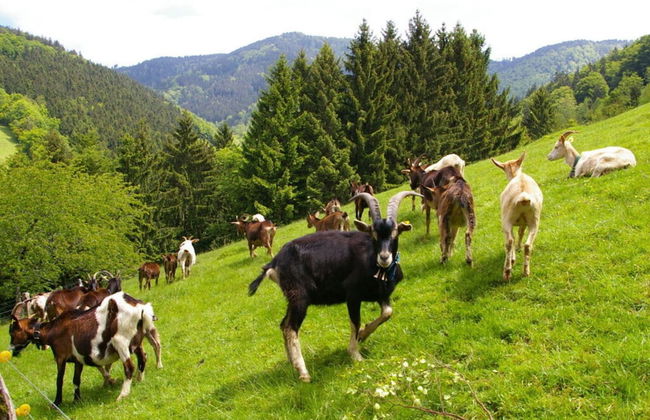 Tasteful Apartment in Elzach-yach - Foto 8