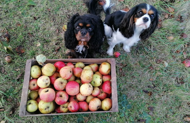 Haus Hutzelbuck - Photo 20