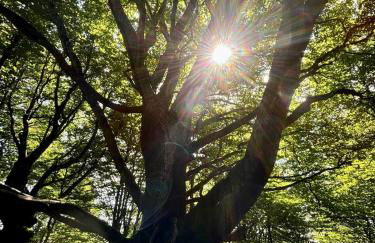 Superbe maison avec jardin - Foto 32