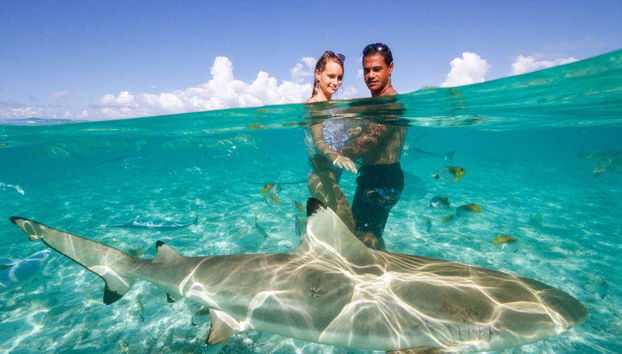 Get close up to a shark