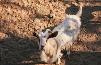 Oak Farm Traditional guesthouse - Foto 32