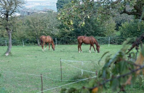 Bargiolina - Foto 54