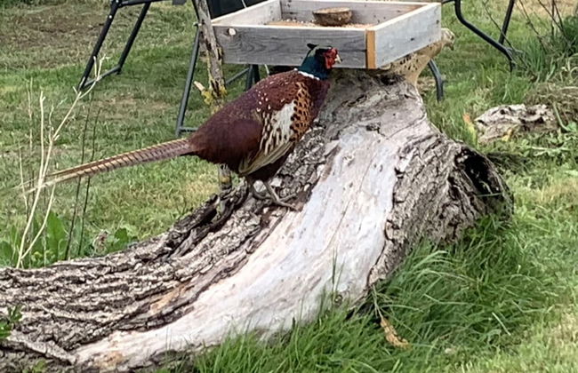 Cosy Escape Heated Luxury pod and hot tub - Foto 21