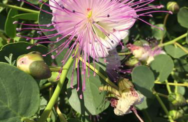 Dammusi IL SERRALH -Pantelleria- - Foto 3