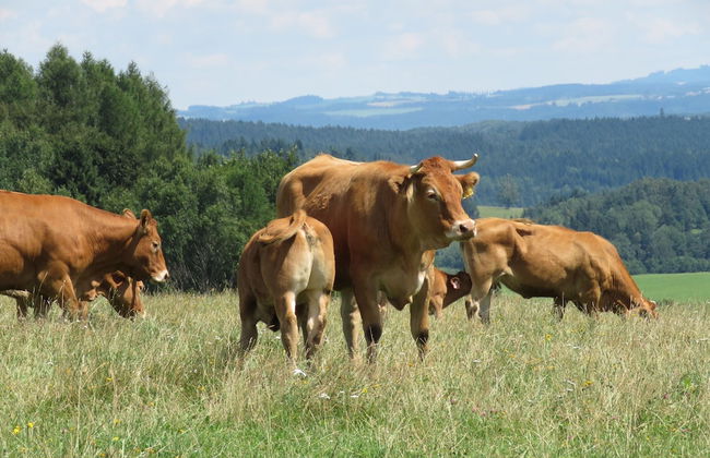 Detached Home With Fireplace Nearby Flemish Coast - Foto 29