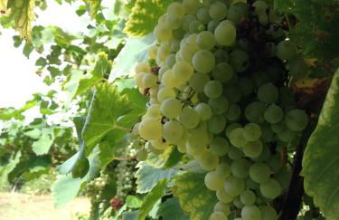 Azienda Agricola Campion - Foto 55