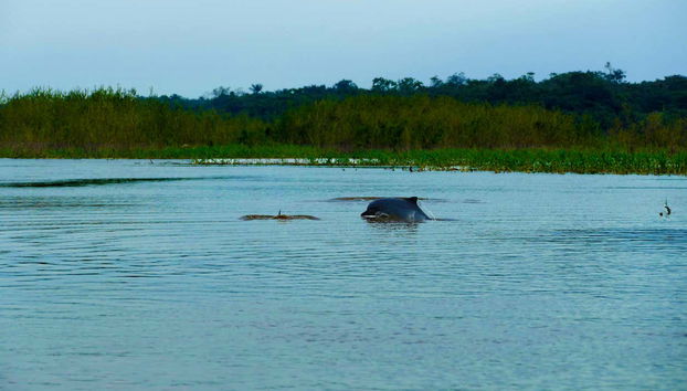 Desfrutando do Amazonas
