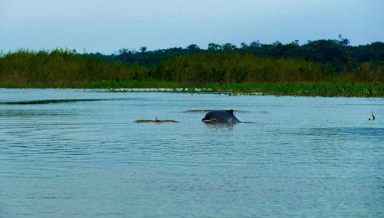 Amazon Three Borders Trip - Foto 1