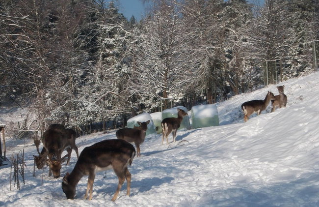 Apartment in Bleiburg Near Petzen Ski Area - Foto 38