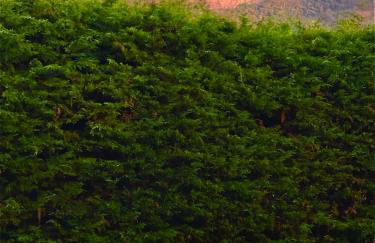 Rancho do Paioleiro - Foto 63