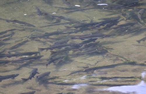 Salmon Return and Wildlife Roam Ketchikan Getaway! - Foto 31