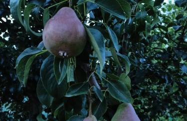 Świerkowe Siedlisko pokoje gościnne - Foto 22