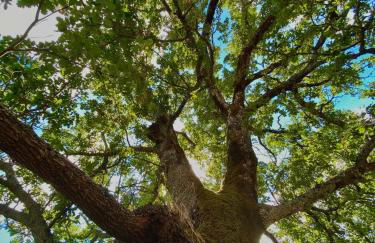 Borgo Petraio - Foto 33