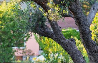 Lethe Villas with Private Pool Kato Gatzea Greece - Foto 79