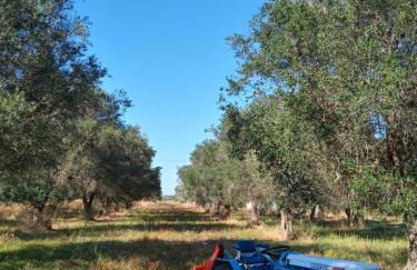 Masseria Petrore Grande di Polimeno Alessandra - Foto 13