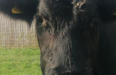 The Old Barn - Photo 19