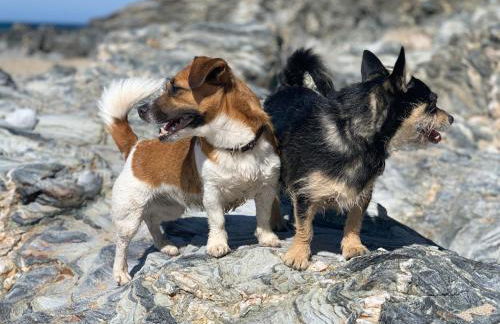 Morthana Shepherd Hut - Foto 17