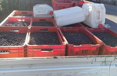 Agriturismo a Canonica - Foto 15