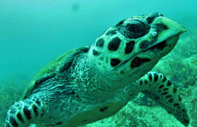 Arraial do Cabo Diving - Photo 7