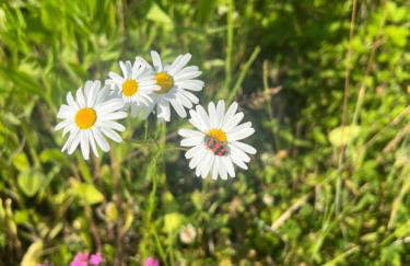Landhof Nägele's vom Berg - Photo 5