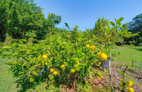 Keaau Apartment on Beautiful Acre with Pool and Deck! - Photo 31