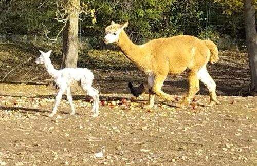 Nid du merle avec sauna et jacuzzi privatif - Foto 36