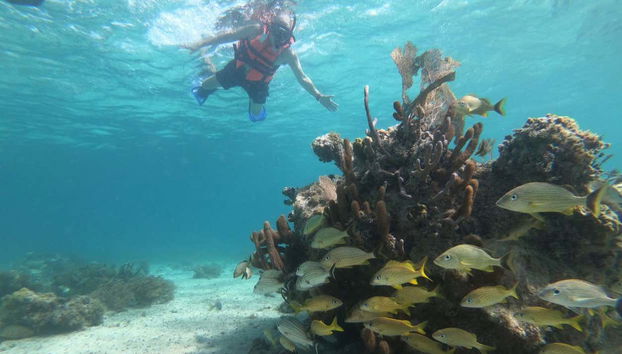 L'affascinante mondo sottomarino