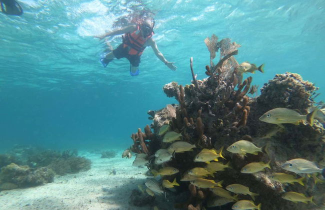 Snorkelling in Mahahual - Foto 5