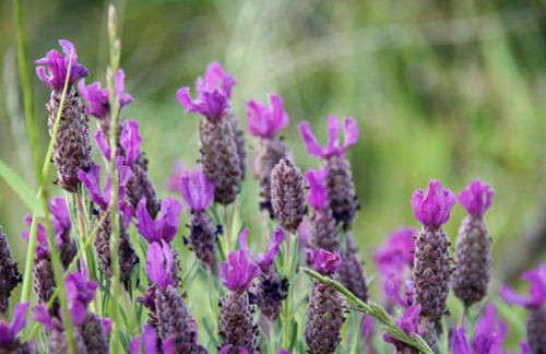 Casa Pineta - Foto 17