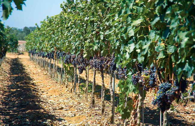 Camping La Masseria - Photo 35