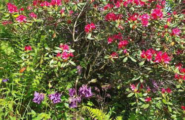 Paradiesken am Berg - Foto 14