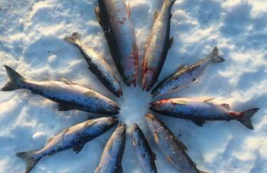 Moose Mountain Cabin- Cozy retreat with aurora views - Foto 38