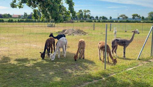 Tiny House auf der Alpaka Farm - Foto 5