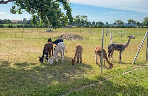 Tiny House auf der Alpaka Farm - Foto 5