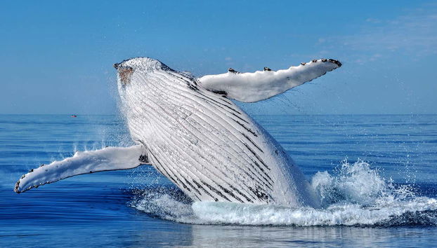 Whale Watching in Mo'orea - Foto 5