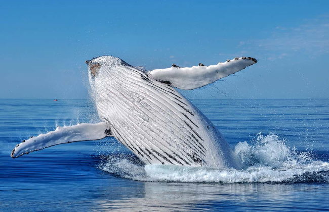 Whale Watching in Mo'orea - Foto 5