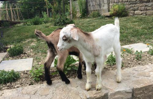 Motovun Bellevue - amazing view, comfortable - Foto 37